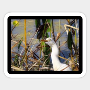 Curious Egret Sticker